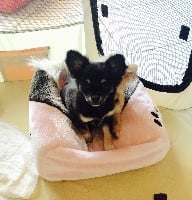 Étalon Chihuahua - Minnie (Sans Affixe)