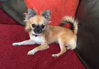 Étalon Chihuahua - Leeloo (Sans Affixe)
