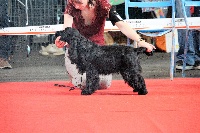 Étalon Cocker Spaniel Anglais - Mèden Âgan Nothing compares 2 u dit nouba
