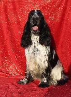 Étalon Cocker Spaniel Anglais - Only you Du Royaume Des Quatre Pattes