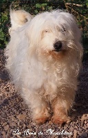 Étalon Coton de Tulear - Heidi Du petit dan