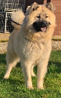 Étalon Eurasier - Niya (Sans Affixe)