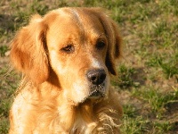 Étalon Golden Retriever - Colomba dite emma Du pays sauvage