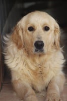 Étalon Golden Retriever - Nectarine of caniland's dream