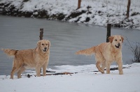 Étalon Golden Retriever - Loubka Du crot galop