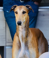 Étalon Greyhound - Navy Des dames du lac