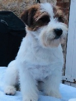 Étalon Jack Russell Terrier - All Jacks Quoted