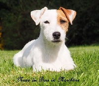 Étalon Jack Russell Terrier - Nasa du bois de Morchène