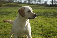 Étalon Labrador Retriever - Osiris Du Domaine De La Sauvagine