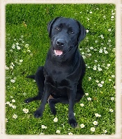 Étalon Labrador Retriever - Something Else Malaga