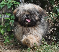 Étalon Lhassa Apso - Luxe des coleres de Zeus