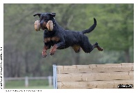 Étalon Rottweiler - Isis de La Haie des Copelins