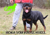 Étalon Rottweiler - Mona Vom Hause Hugel