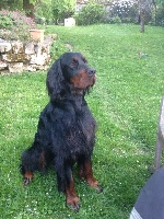 Étalon Setter Gordon - CH. Lewis Du clos de la capitainerie