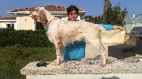 Étalon Setter Anglais - Lucy des rives de la groulais