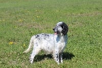 Étalon Setter Anglais - Jude des Diamants Verts