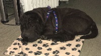Étalon Shar Pei - One more night blackberry du bois de l'Altaïr