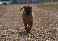 Étalon Shar Pei - CH. Giminy de dame nature