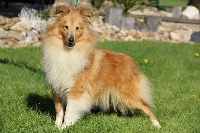 Étalon Shetland Sheepdog - Nonette de l'Angelarde