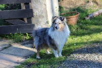 Étalon Shetland Sheepdog - sendora Royal jubilee at tooralie