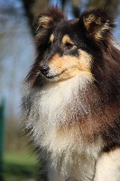 Étalon Shetland Sheepdog - Organdi de l'Angelarde