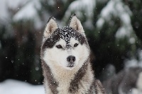 Étalon Siberian Husky - Kahlan - ideal end of game Of pack-ice wolves