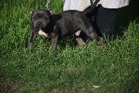 Étalon Staffordshire Bull Terrier - Maxi Blue Best