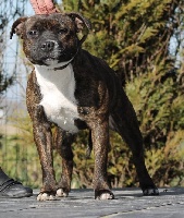 Étalon Staffordshire Bull Terrier - Ni ange ni demon aka maya Of English Stafford