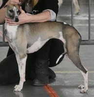 Étalon Whippet - Lotus europa Du Zéphyr De Bizance