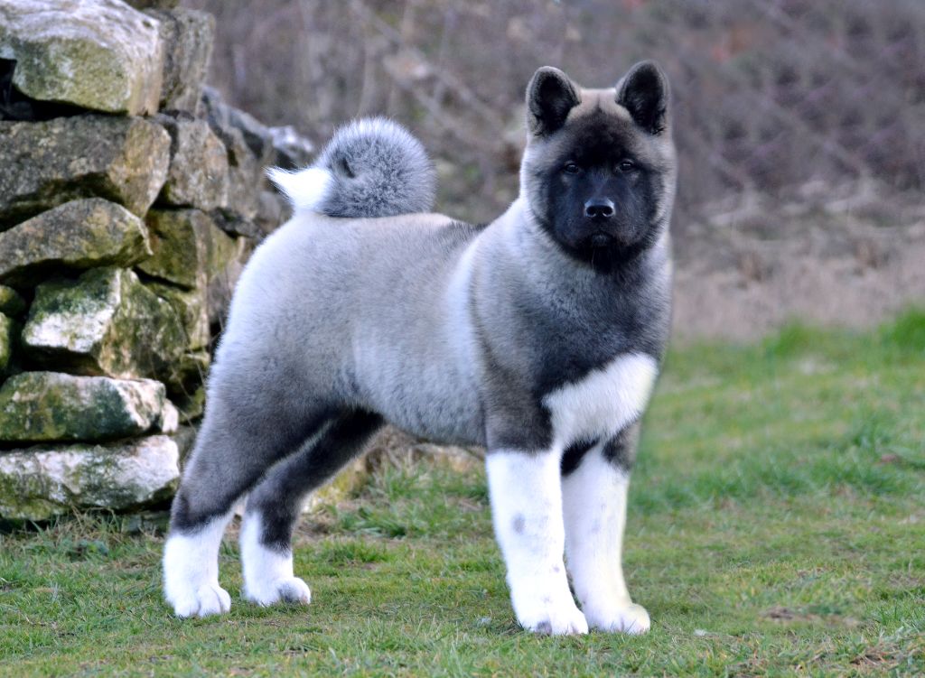 Akita Americain
