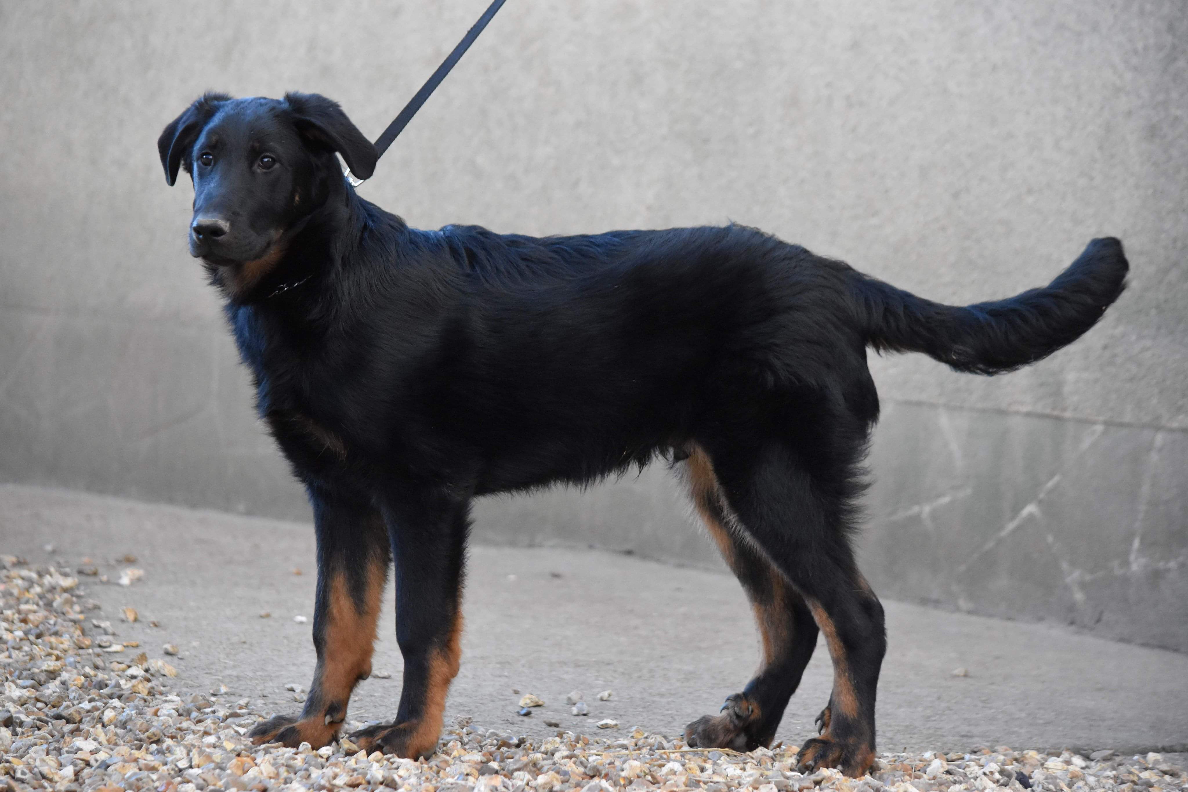 Oslo De La Ferme Des Beaumalous Chien De Race Toutes Races