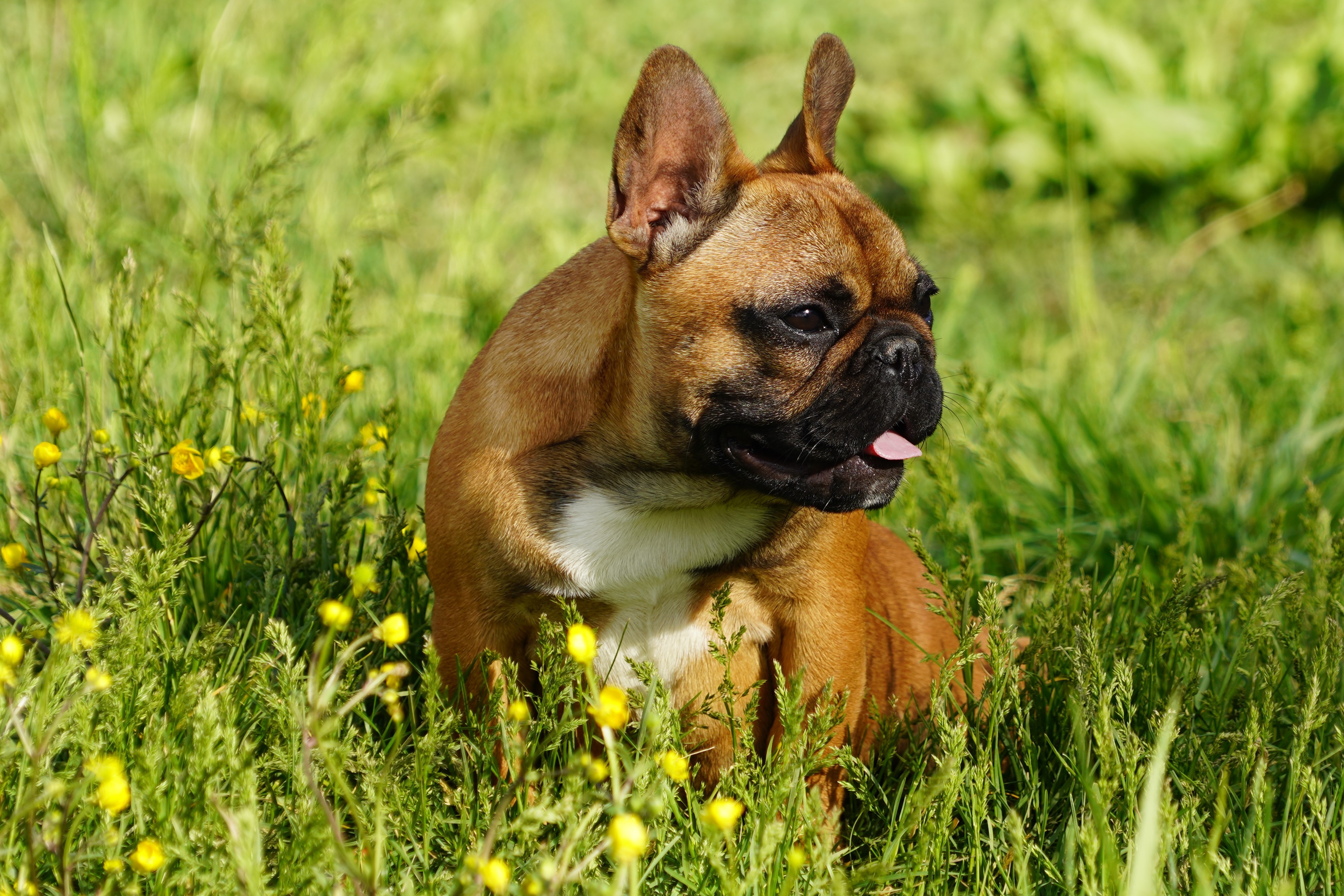 Chien Bouledogue Fran ais Ornella Les Joyaux De La Vallee