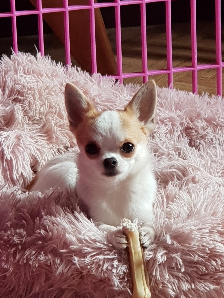 Publication : Lovely Pink Chihuahua  