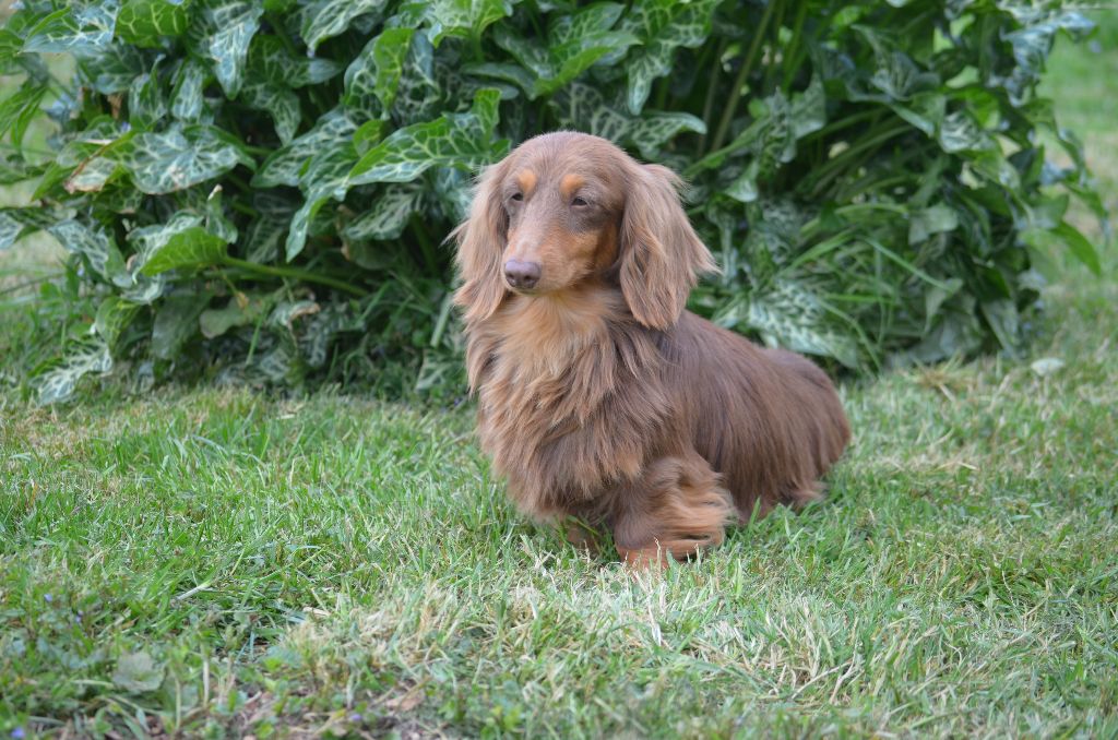 Chien Geibeblack Nougat Elevage Du Domaine De Roujus Eleveur De Chien Geibeblack Nougat Elevage Du Domaine De Roujus Eleveur De