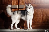 Étalon Siberian Husky - Nut's toucoh Of Nootka Sounds