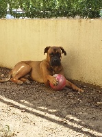Étalon Cane Corso - Mon chien Du Domaine De La Saulzie