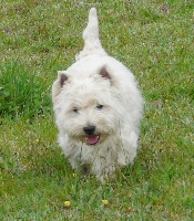 Étalon West Highland White Terrier - Number one de Plassan Ouest Highland