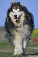 Étalon Alaskan Malamute - Hélios Des guerriers chippewas