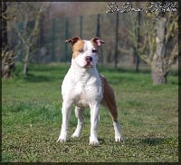 Étalon American Staffordshire Terrier - Maximus color Of Dakota Black Hills