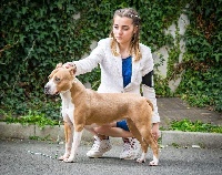 Étalon American Staffordshire Terrier - CH. Mc kenzie Angels Of Paradise
