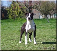 Étalon American Staffordshire Terrier - New black and white daenerys Du Domaine De Westeros