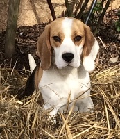 Étalon Beagle - casper Nikita
