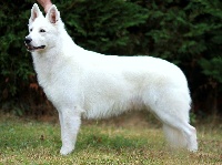 Étalon Berger Blanc Suisse - CH. Legolas lord of the rings Du Bois Des Ternes