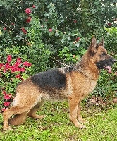 Étalon Berger Allemand - Jilda des Hauts de Fontaine