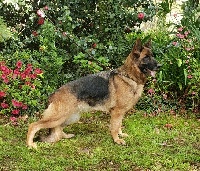 Étalon Berger Allemand - Mona lisa des Hauts de Fontaine
