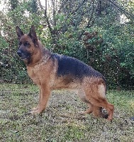 Étalon Berger Allemand - Jenzy des Hauts de Fontaine