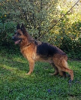 Étalon Berger Allemand - Jaliska des Hauts de Fontaine
