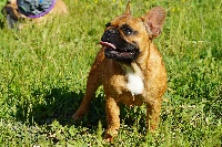 Étalon Bouledogue français - Ochana Les Joyaux de la Vallee