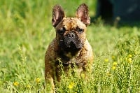 Étalon Bouledogue français - Ogustine Les Joyaux de la Vallee