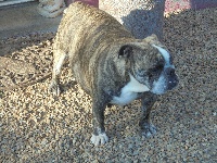 Étalon Bulldog Anglais - Norah jones Of Carlibull